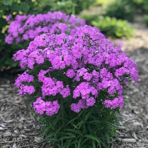 A cluster of vibrant purple phlox flowers in full bloom stands out against a background of green foliage. The scene is set in a garden with a mulch-covered ground.