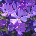 A cluster of vibrant purple flowers in full bloom is shown, with petals featuring varying shades of purple and hints of blue. Tiny yellow centers provide contrast. Green leaves peek through the gaps between the flowers, enhancing the rich colors.