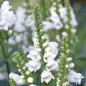 Close-up of white Obedient Plant flowers (Physostegia virginiana) with multiple flower spikes and buds against a blurred green background. The flowers have tubular shapes with slightly curved petals.