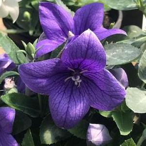 Close-up of a vibrant purple balloon flower in full bloom, showcasing its star-shaped petals with white veins and a white, star-shaped center. The flower is surrounded by green leaves and additional blooms, with sunlight highlighting its intricate details.