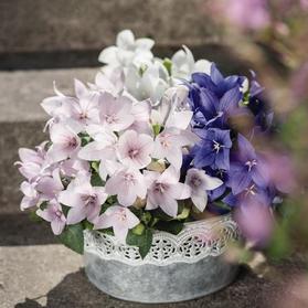 A decorative metal bucket filled with blooming bellflowers in shades of white, light pink, and purple sits on a stone step. The bucket has a white lace-like trim around its middle. Other blurry pink flowers are visible in the foreground.