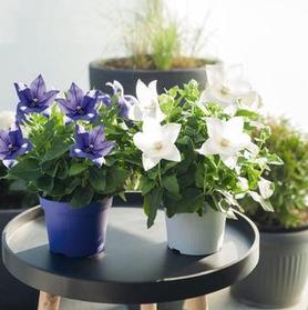Two potted plants with star-shaped flowers, one with vibrant purple blossoms in a blue pot and the other with white blossoms in a white pot, placed on a round black table. Additional potted plants are blurred in the background.
