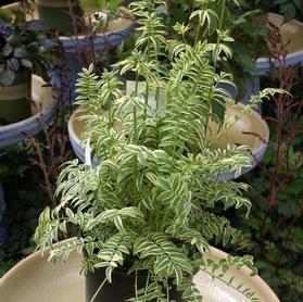 A lush green plant with variegated white-striped leaves growing in a black pot, surrounded by other potted plants on various levels in an outdoor garden setting.