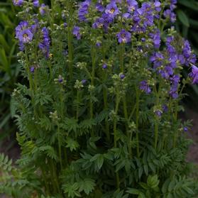 A cluster of lush green stems with vibrant purple flowers in full bloom, surrounded by green foliage in an outdoor garden setting.